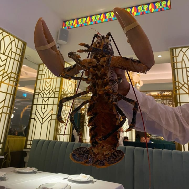 Whole fresh lobster, just taken out of the tank, ready to be prepared